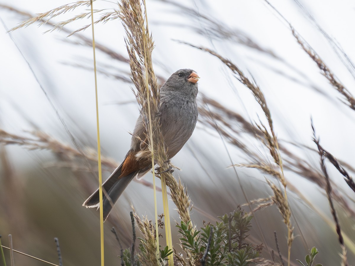 Plain-colored Seedeater - ML640158656