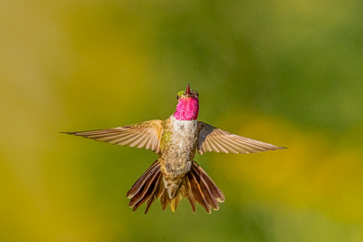 Geniş Kuyruklu Kolibri - ML640158676