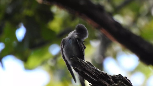 Eastern Wood-Pewee - ML640158709