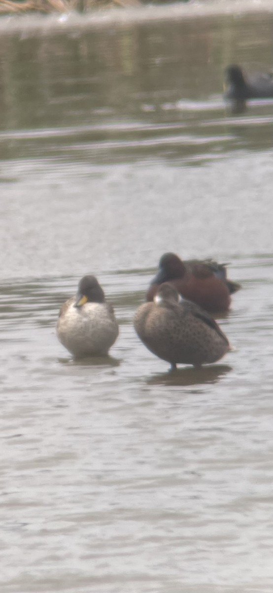 Yellow-billed Teal - ML640158769