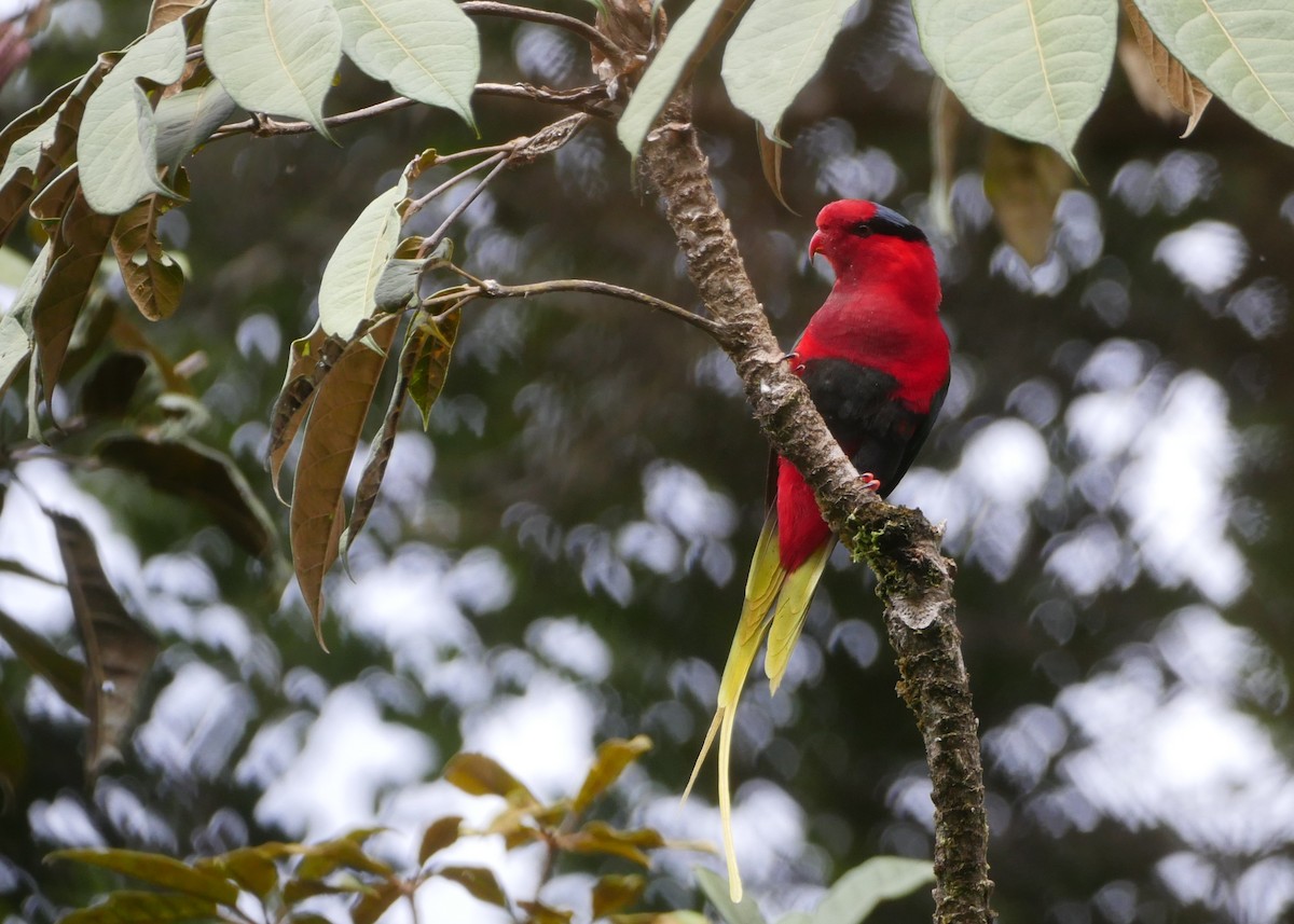 Stella's Lorikeet - ML640158777