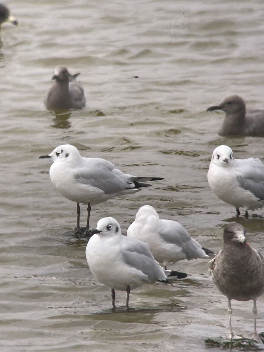 Gaviota Andina - ML640158789