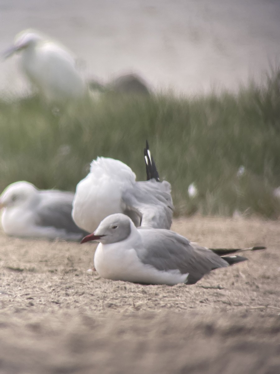 Gaviota Cabecigrís - ML640158790