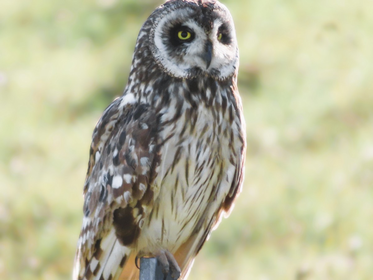 Short-eared Owl (Hawaiian) - ML640158812