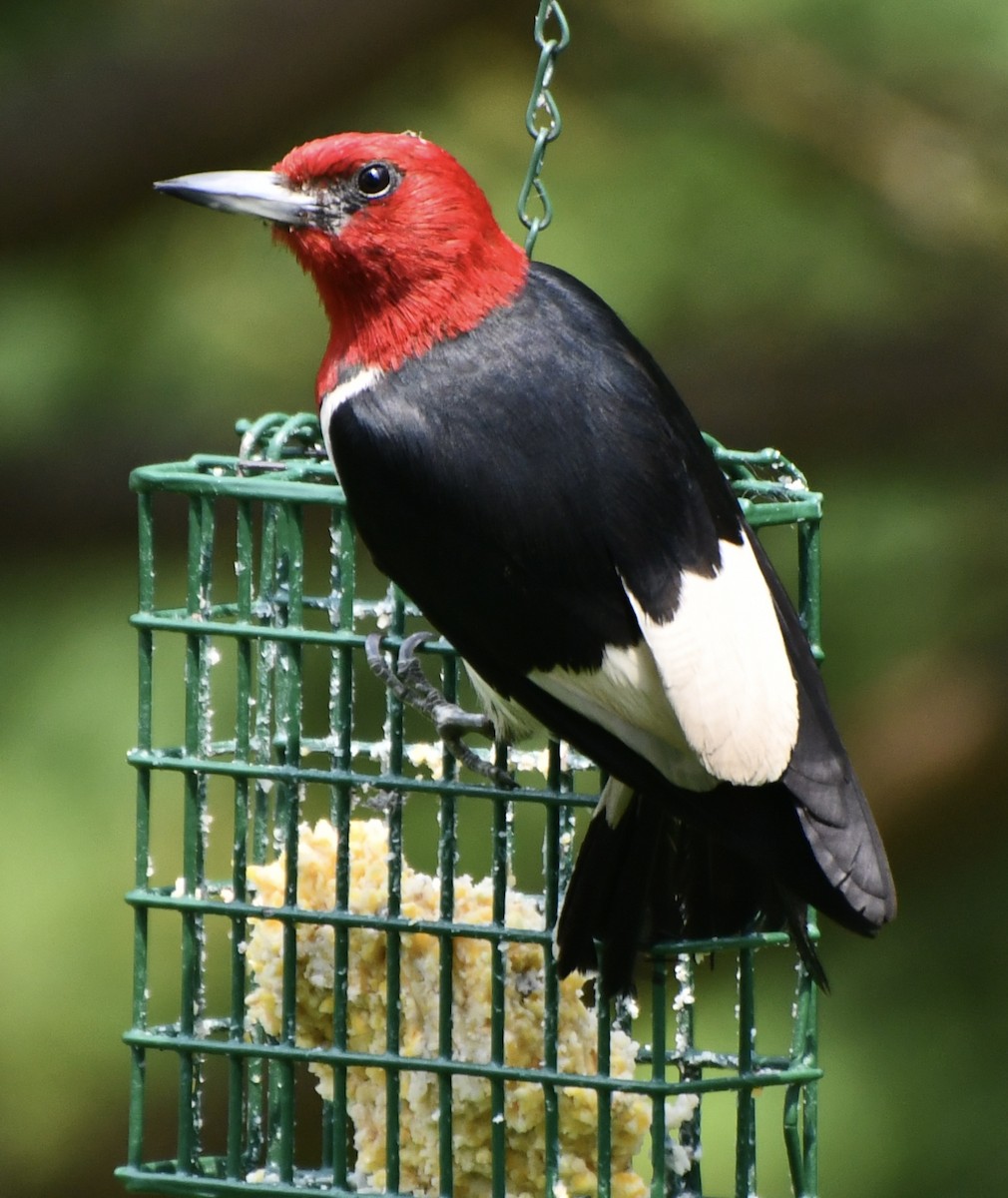 Red-headed Woodpecker - ML640158841
