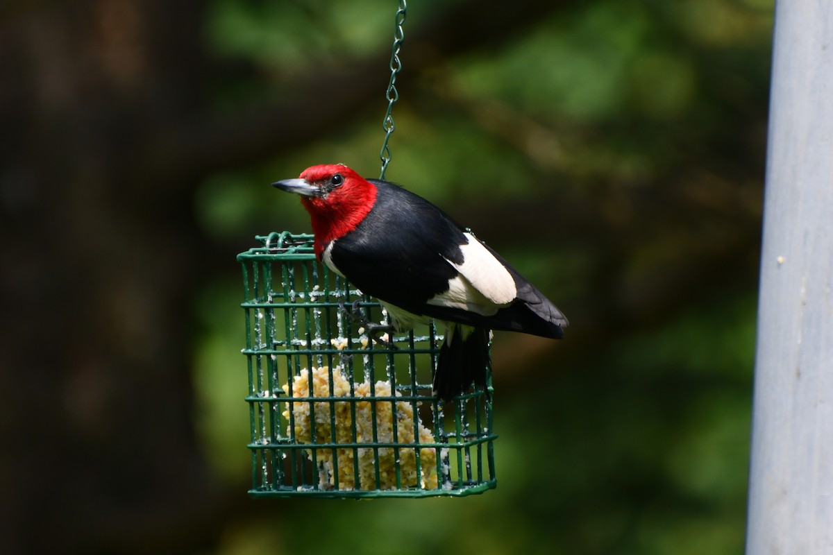 Red-headed Woodpecker - ML640158842