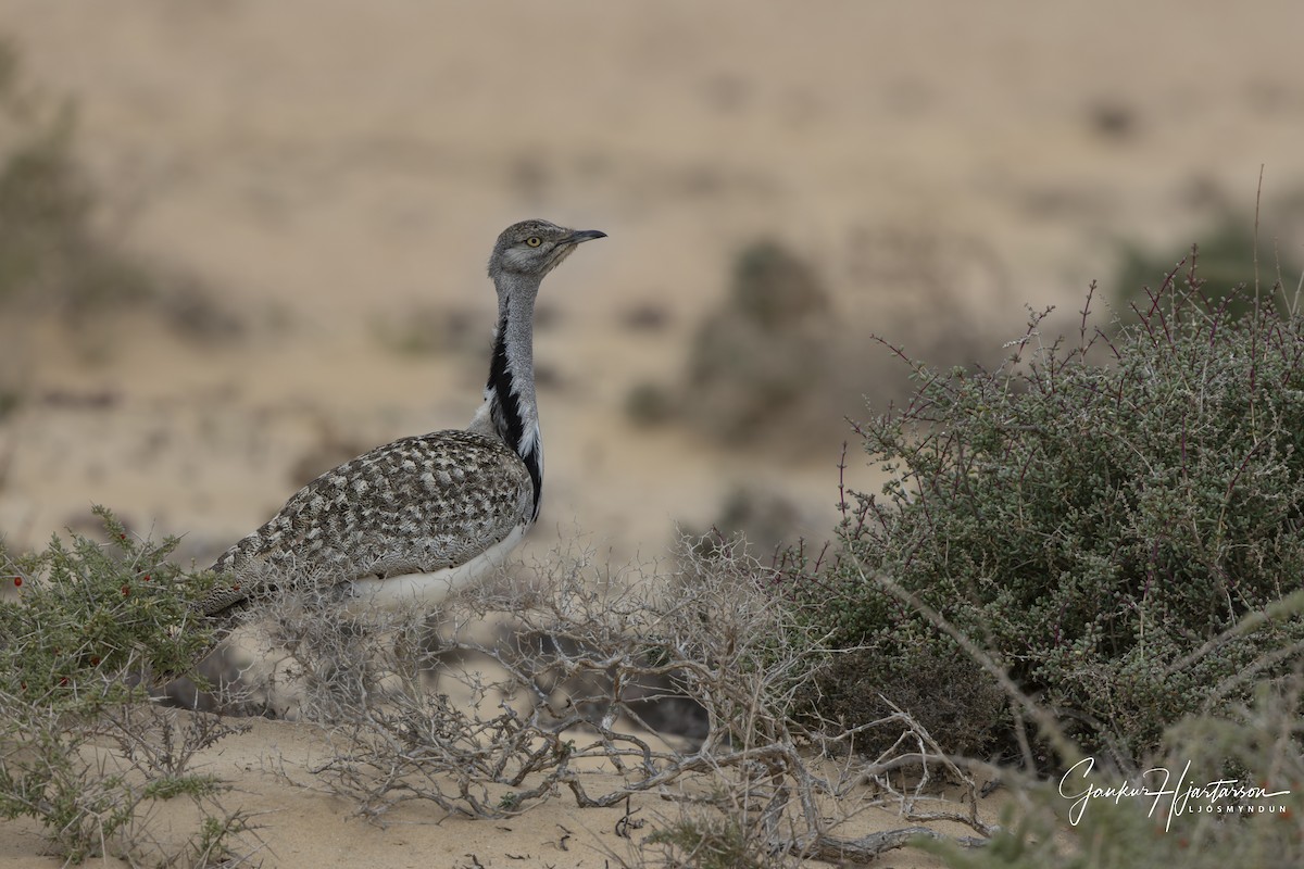 African Houbara (Canary Is.) - ML640158865
