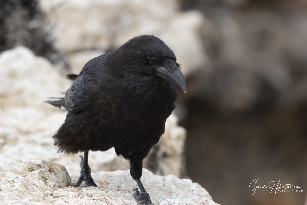 Common Raven - ML640158897