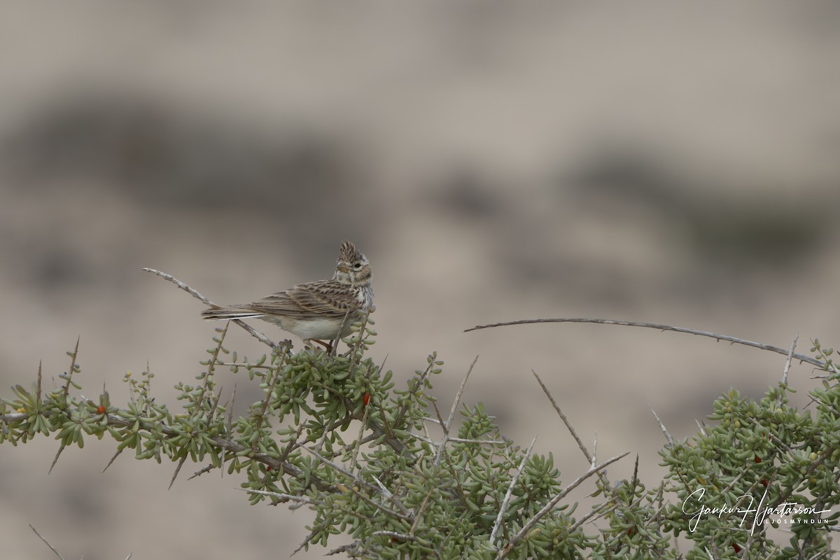 Mediterranean Short-toed Lark - ML640158917
