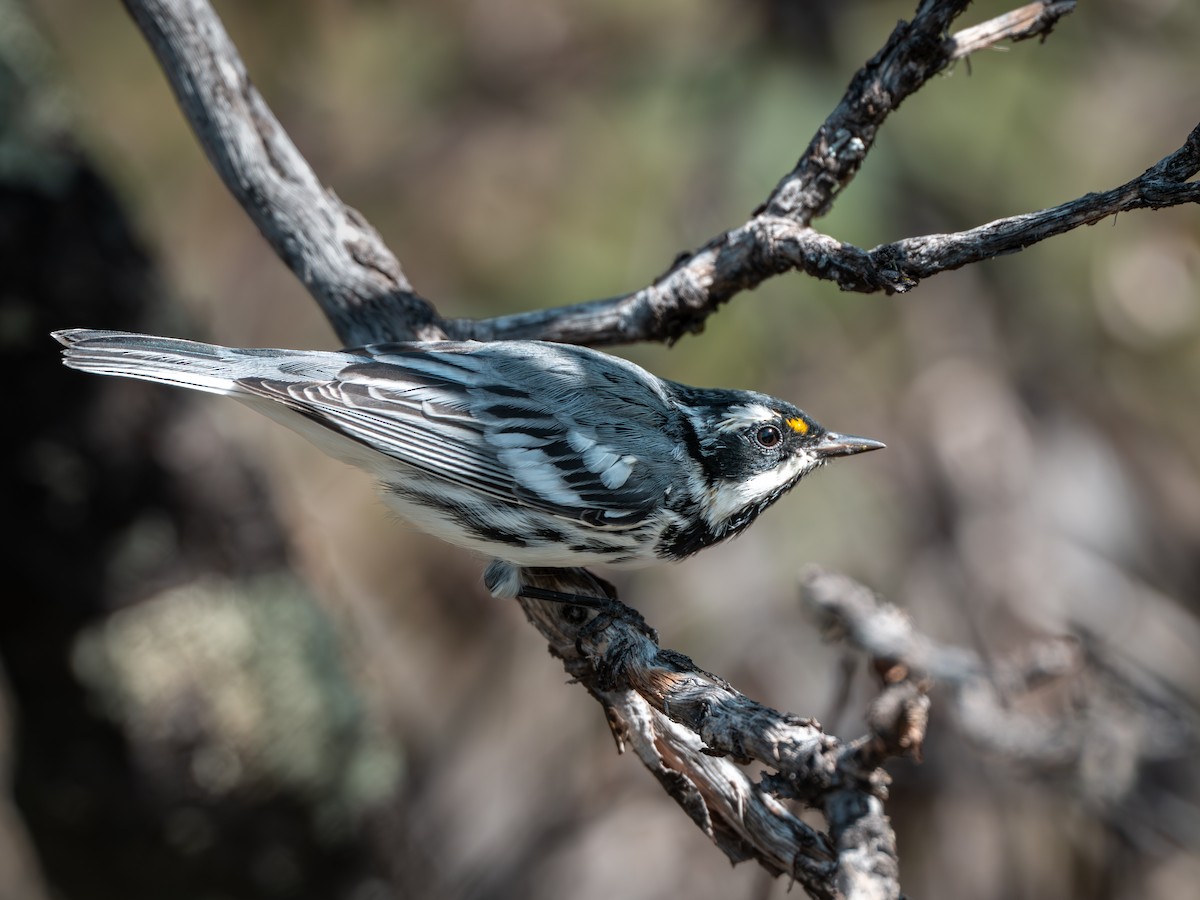 Black-throated Gray Warbler - ML640158921