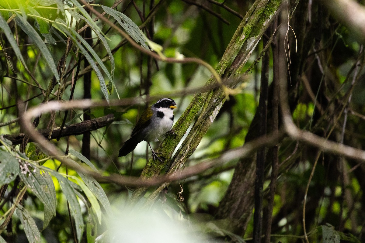 Half-collared Sparrow - ML640158945