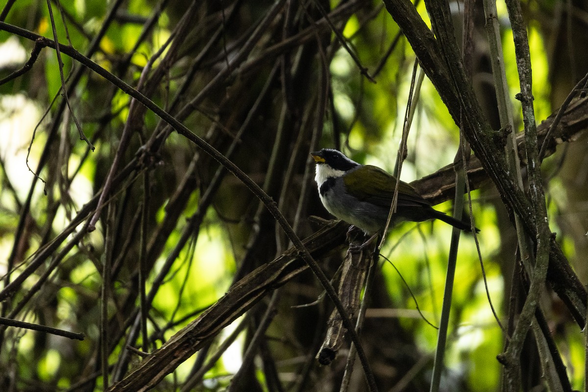 Half-collared Sparrow - ML640158946