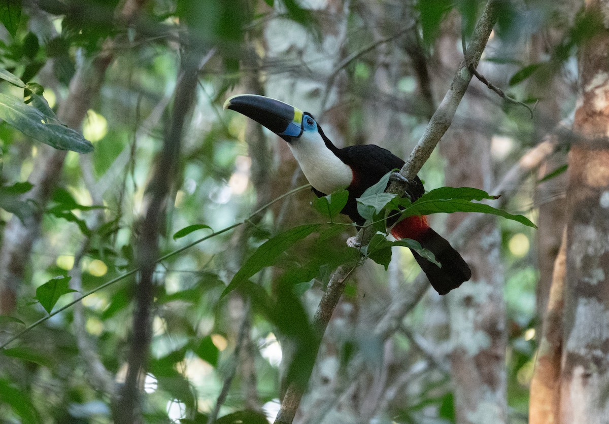 White-throated Toucan - ML640159065