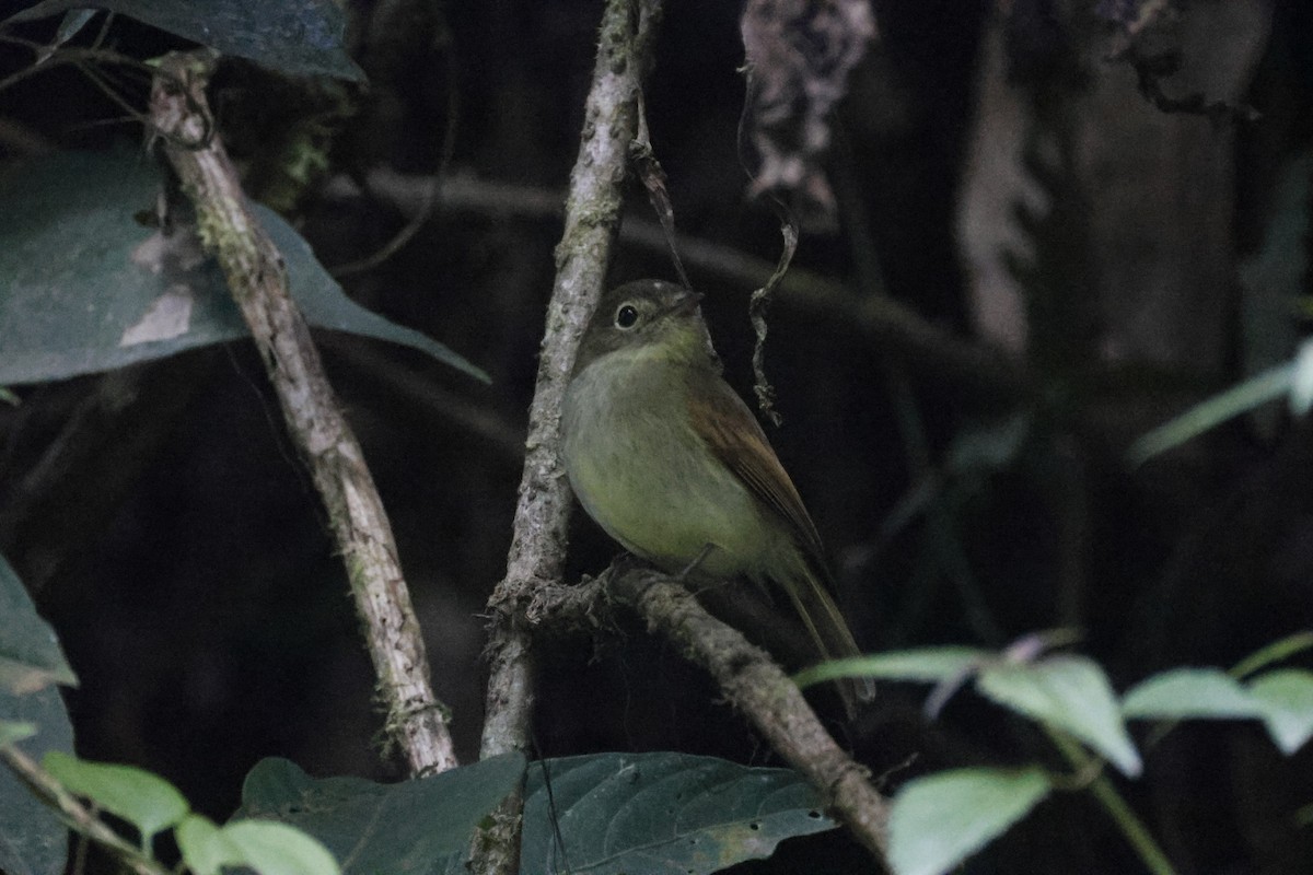 Unadorned Flycatcher - ML640159122