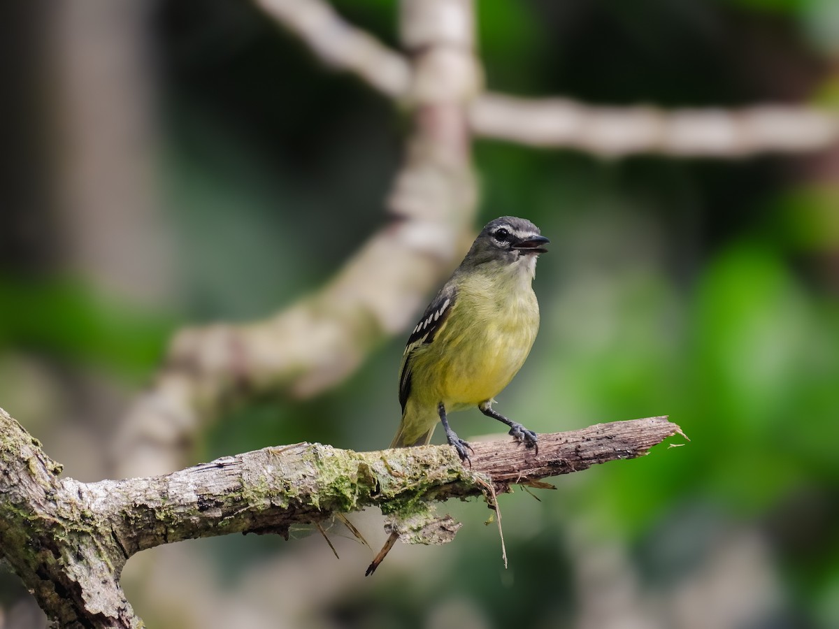 White-lored Tyrannulet - ML640159124