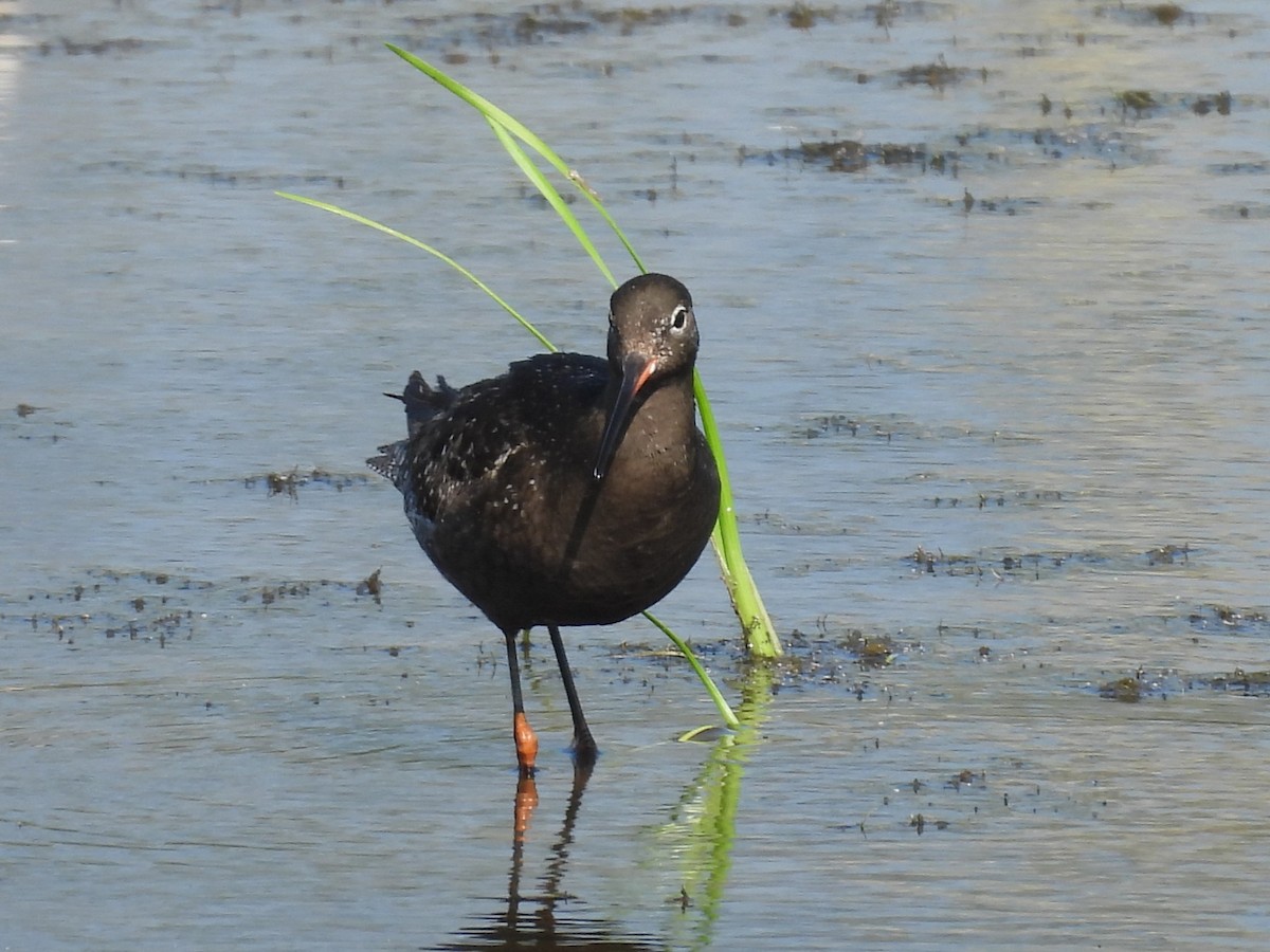 Spotted Redshank - ML640159135