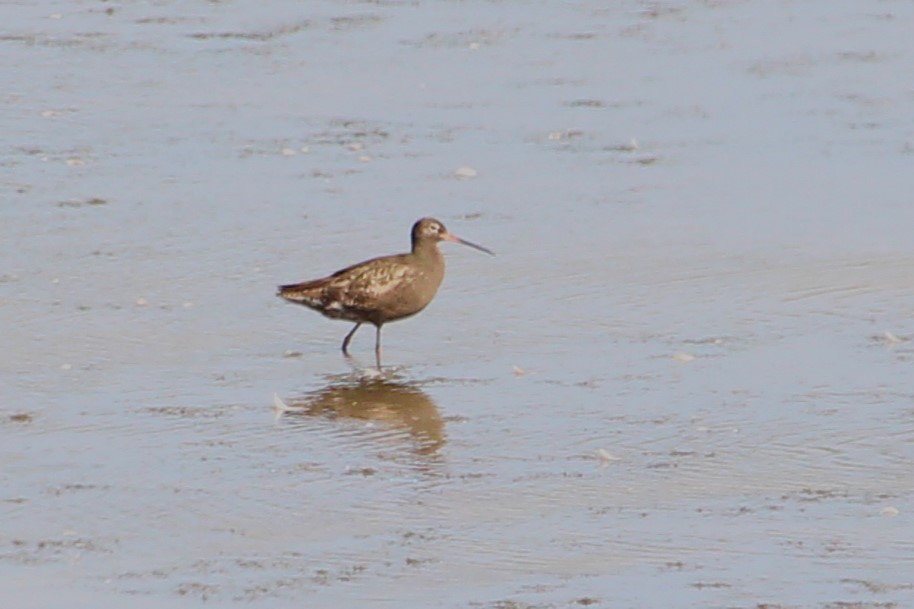 Spotted Redshank - ML640159194