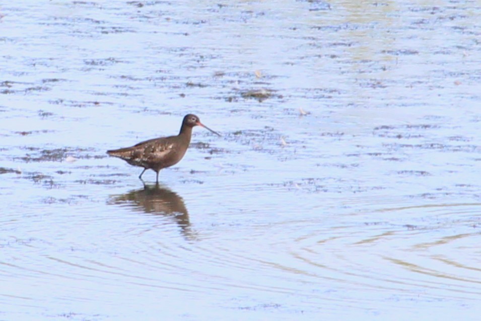 Spotted Redshank - ML640159195