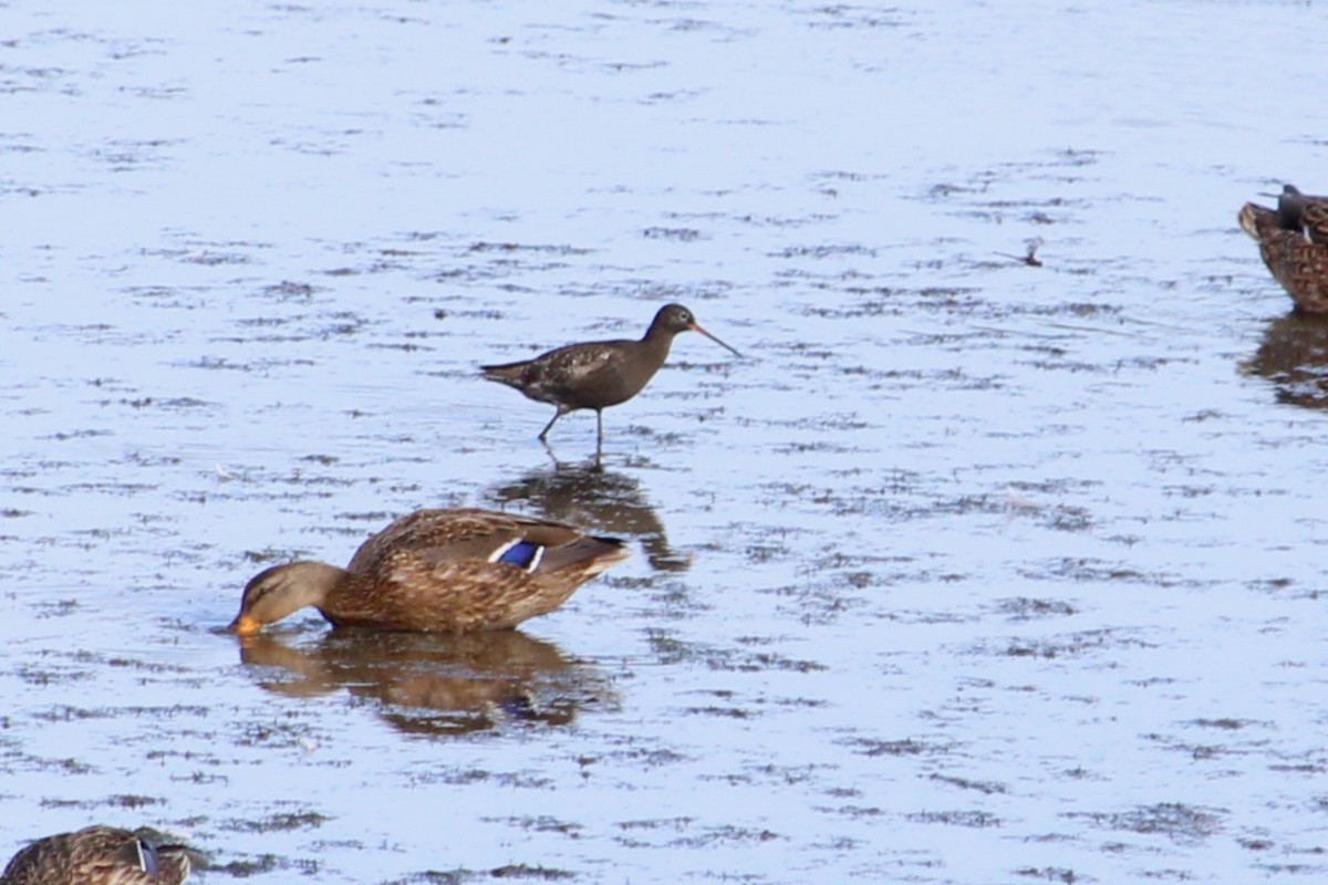 Spotted Redshank - ML640159196