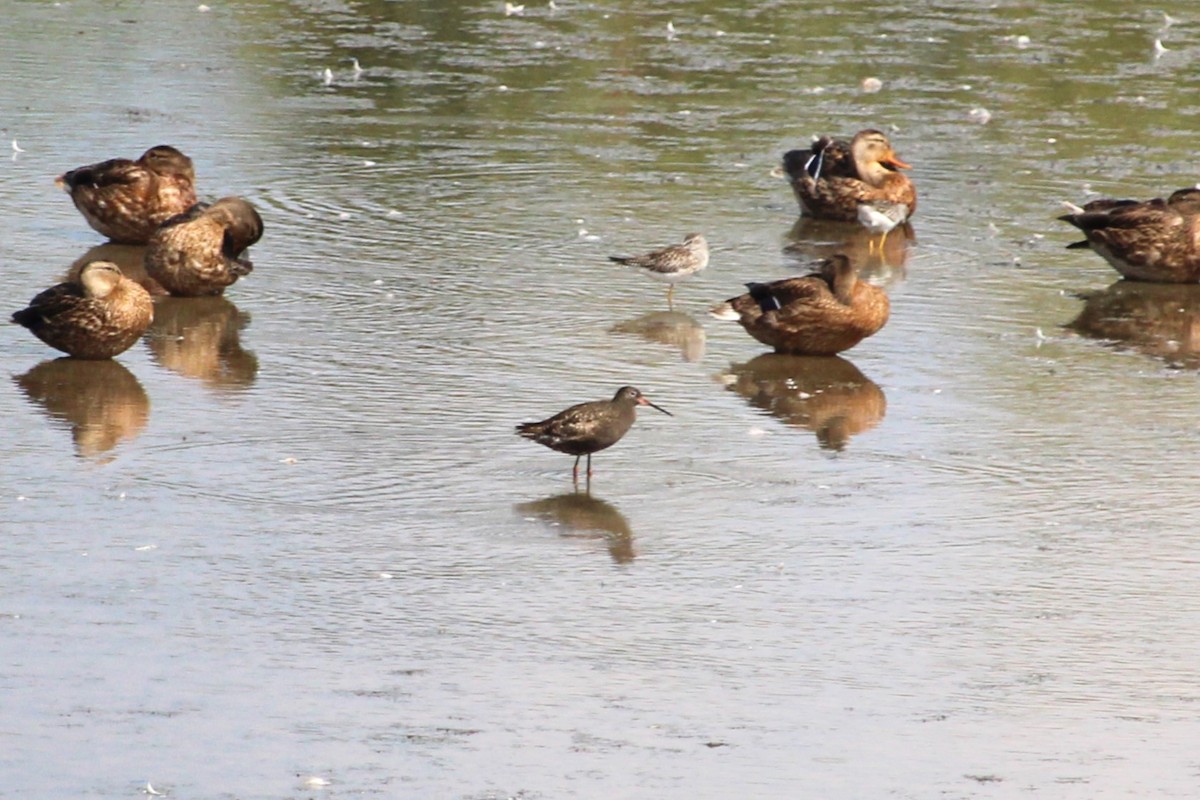 Spotted Redshank - ML640159197