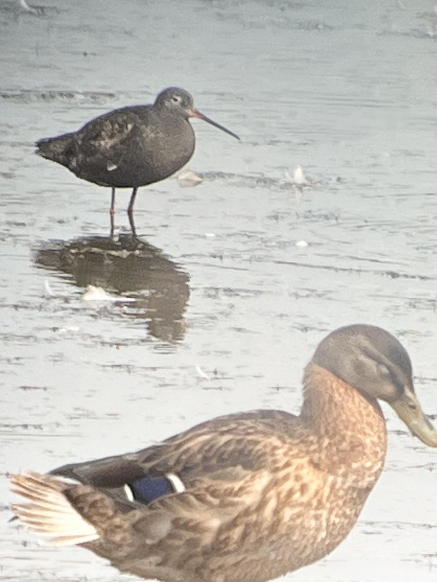 Spotted Redshank - ML640159221