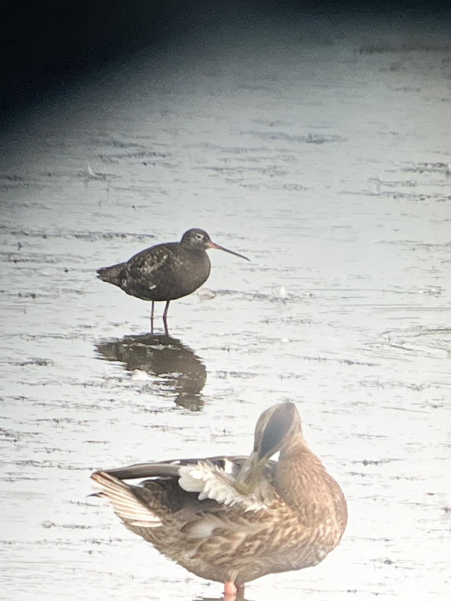 Spotted Redshank - ML640159222