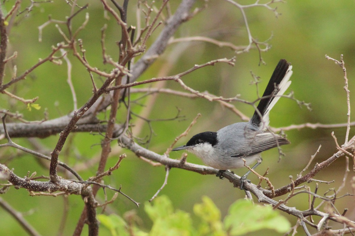 Tropical Gnatcatcher - ML640159315