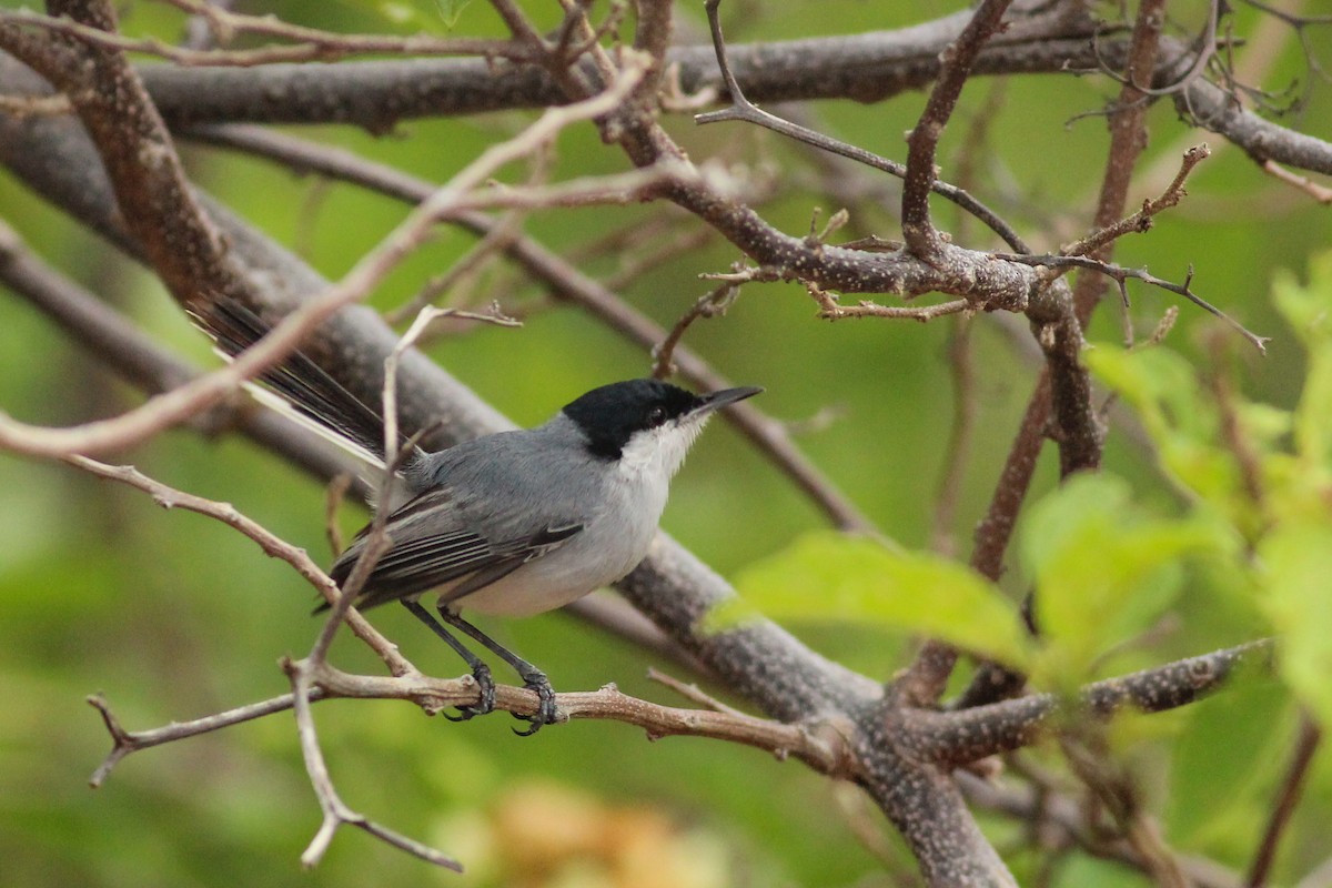 Tropical Gnatcatcher - ML640159324