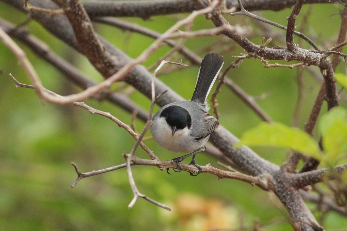 Tropical Gnatcatcher - ML640159342