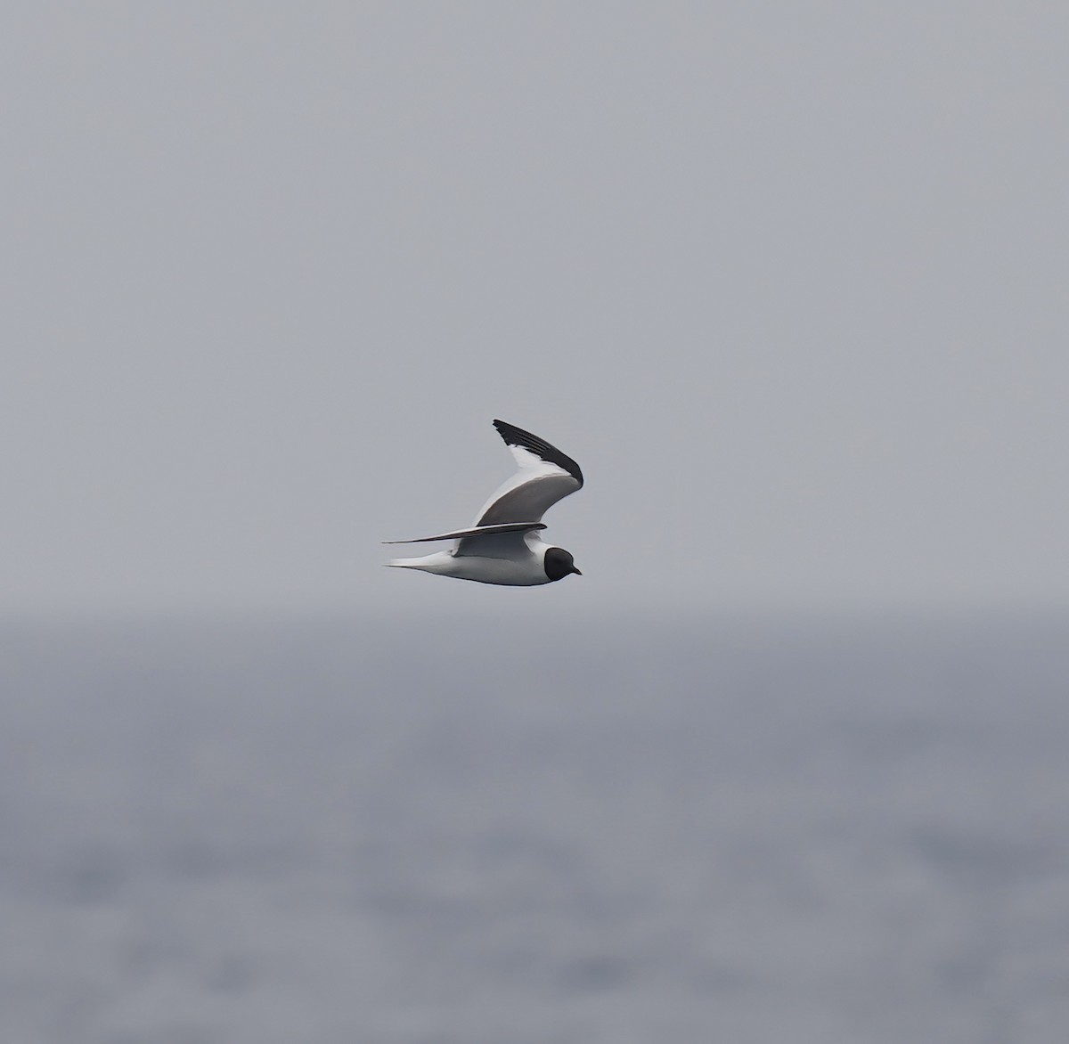 Sabine's Gull - ML640159387