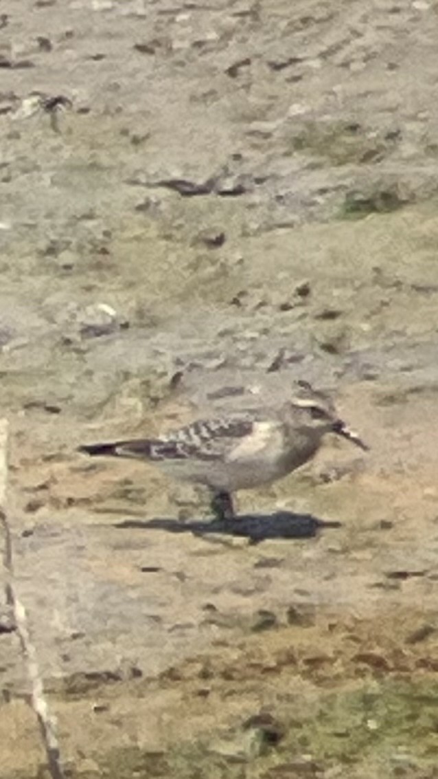 eBird Checklist - 11 Aug 2025 - Rifle Gap SP - 4 species