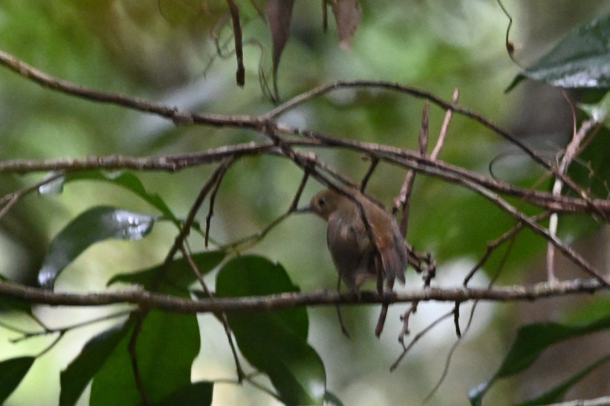 Atherton Scrubwren - ML640159411