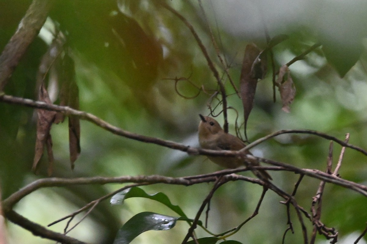Atherton Scrubwren - ML640159412