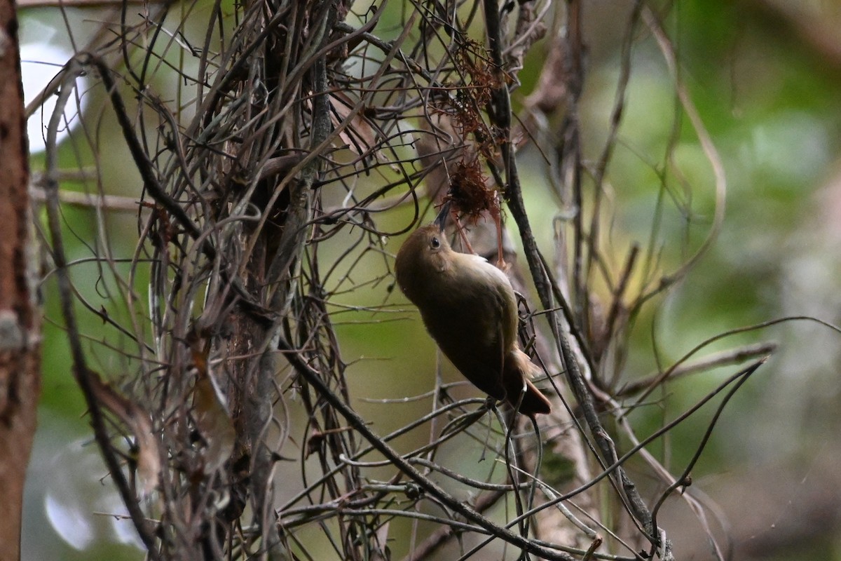 Atherton Scrubwren - ML640159413