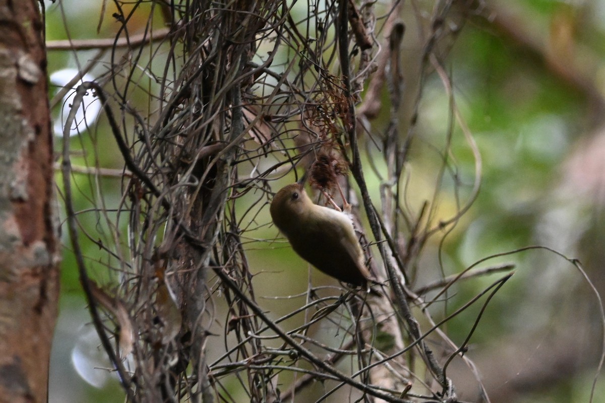Atherton Scrubwren - ML640159414