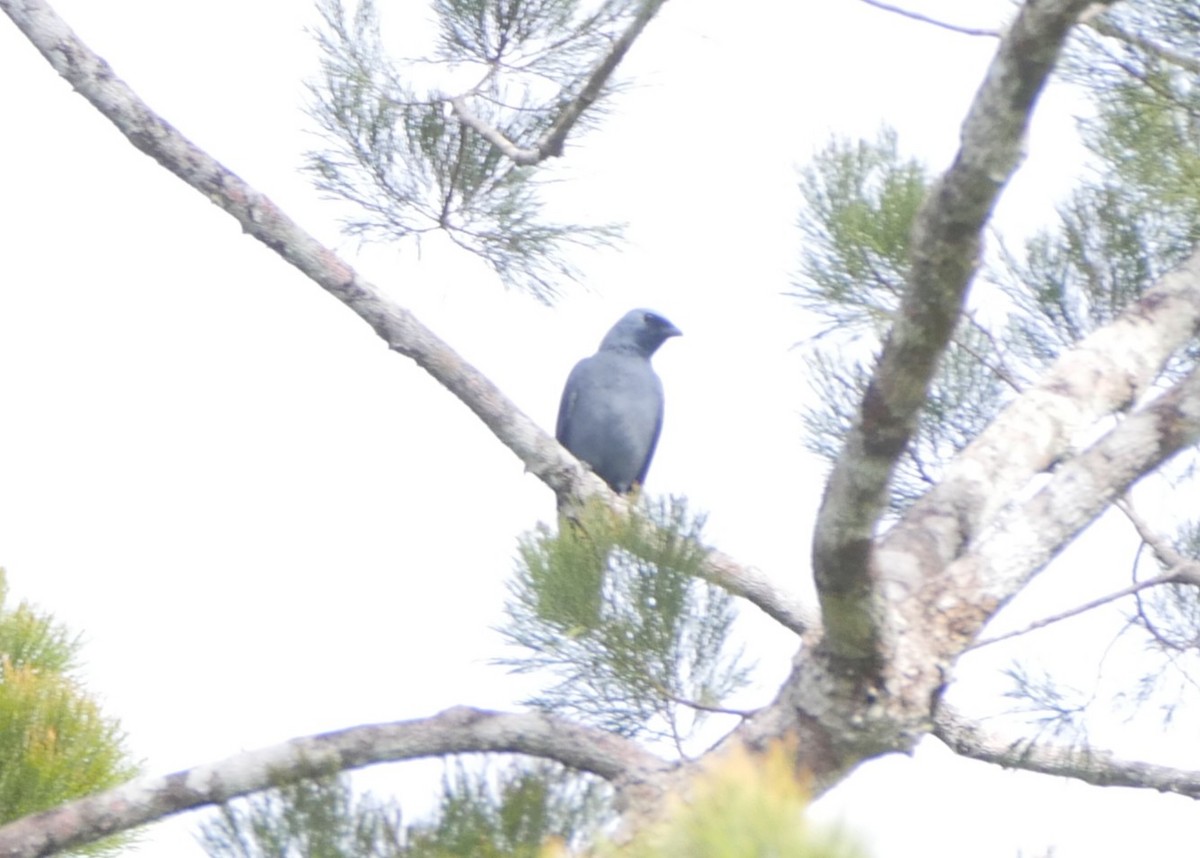 Boyer's Cuckooshrike - ML640159415