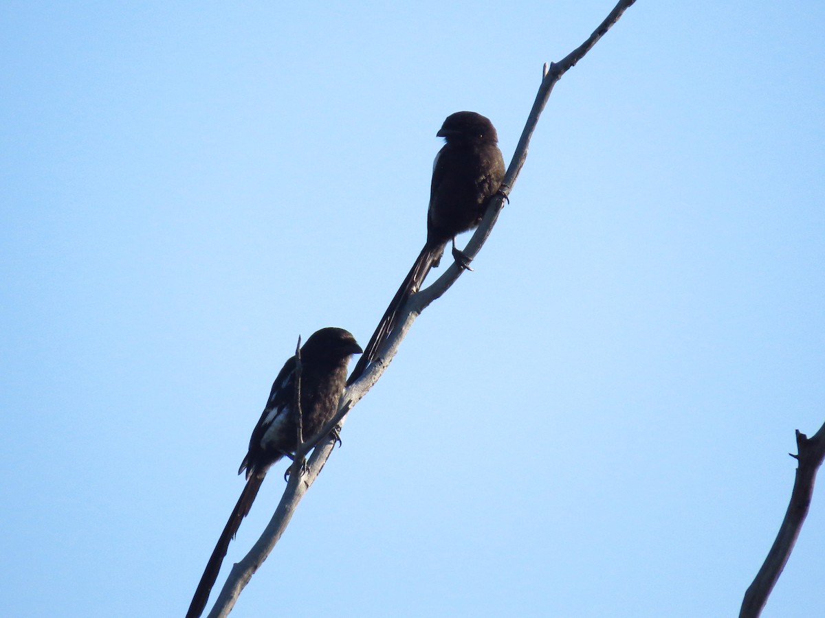 Magpie Shrike - ML640159416