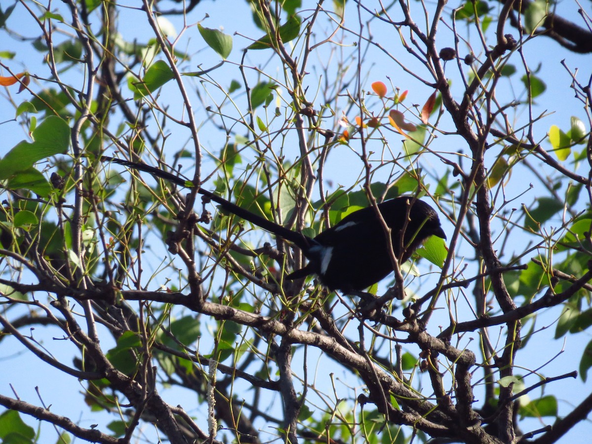 Magpie Shrike - ML640159417