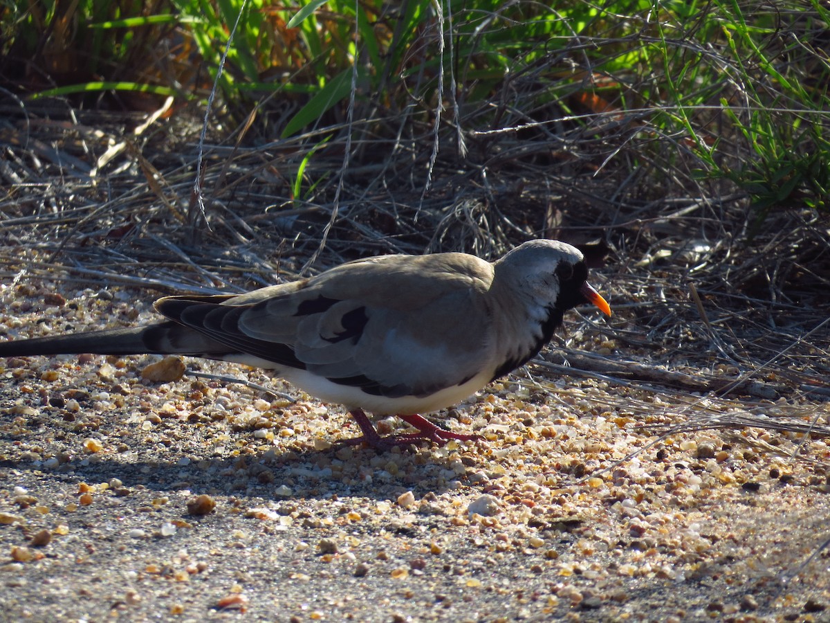 Namaqua Dove - ML640159485