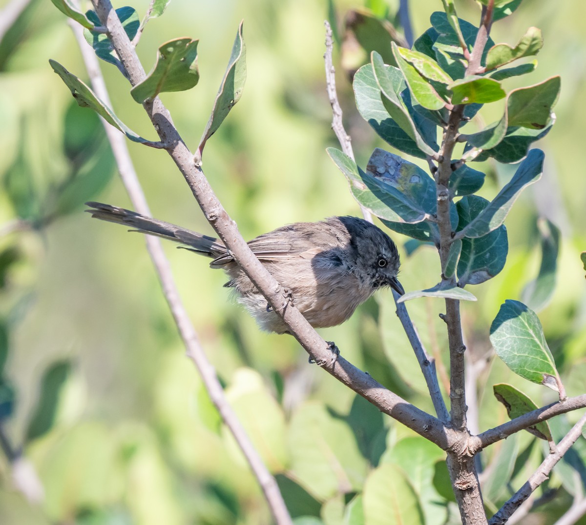 Wrentit - ML640159536