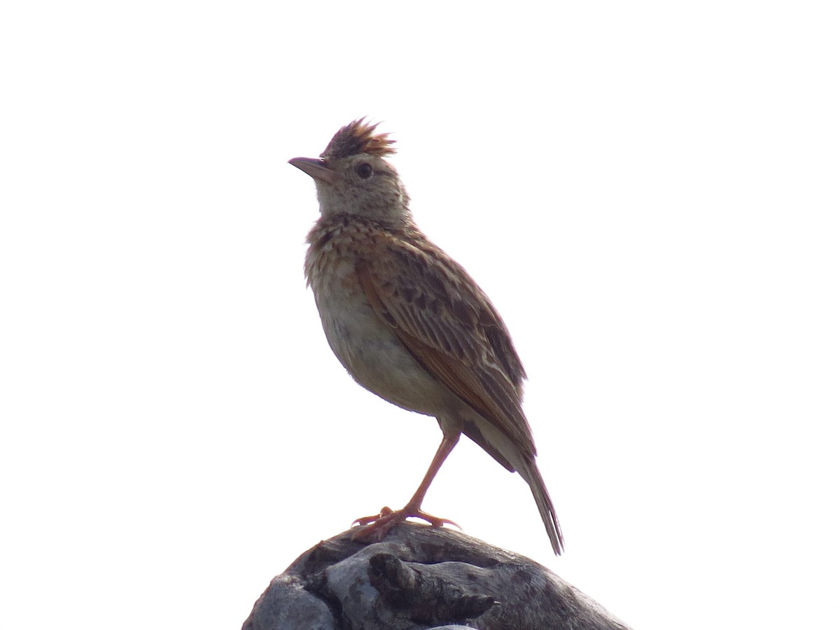 Rufous-naped Lark - ML640159567