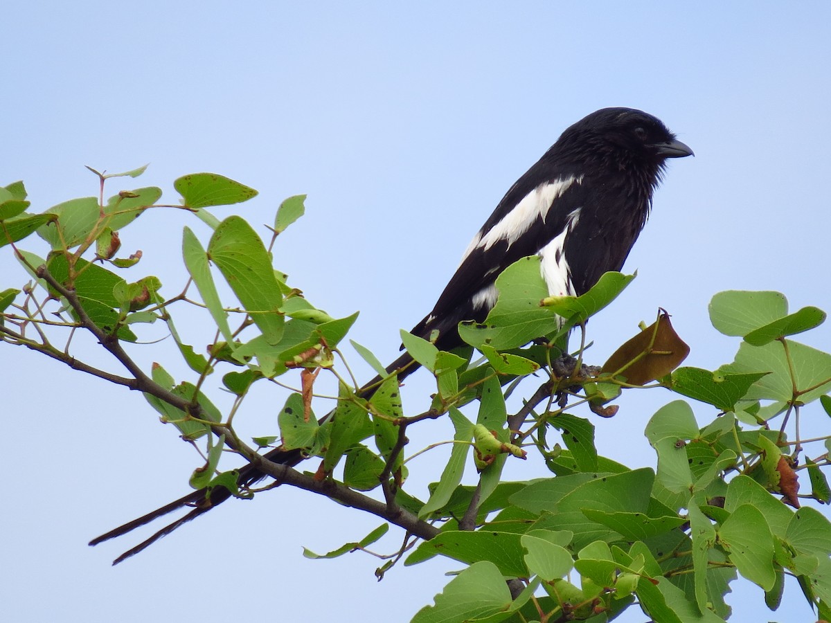 Magpie Shrike - ML640159635