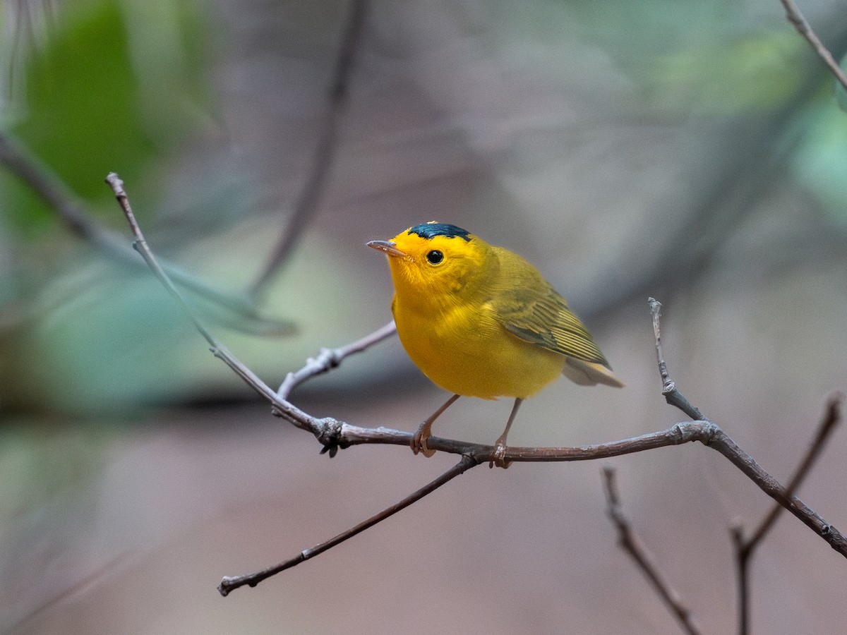 Wilson's Warbler - ML640159650