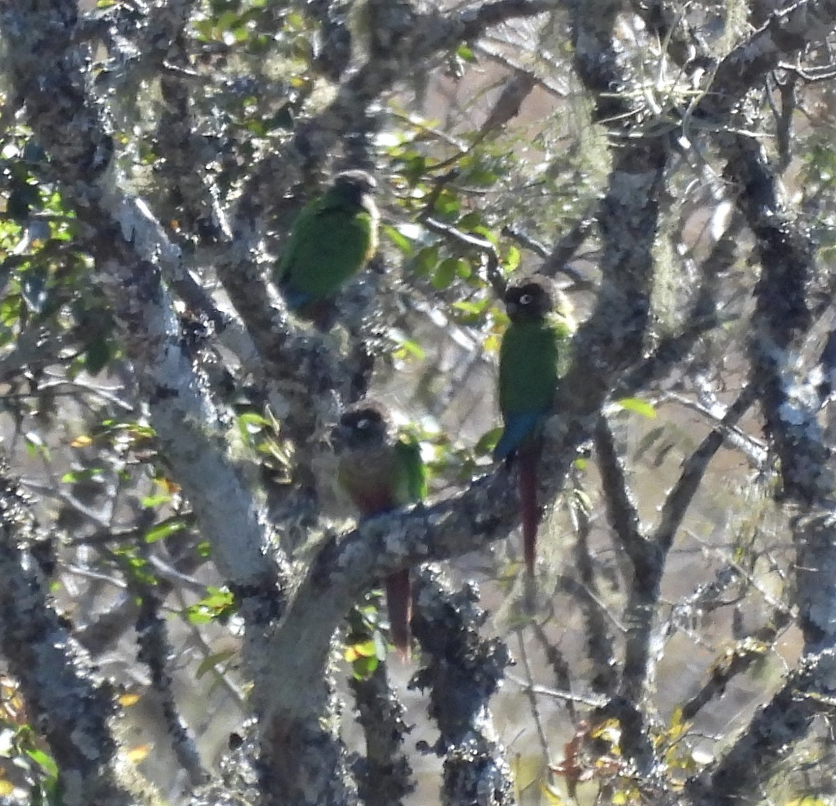 Green-cheeked Parakeet - ML640159655