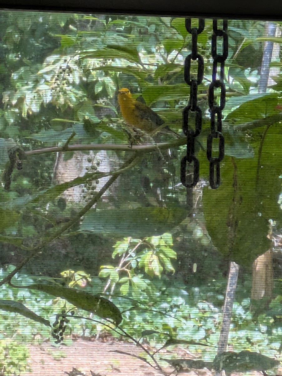 Prothonotary Warbler - ML640159658