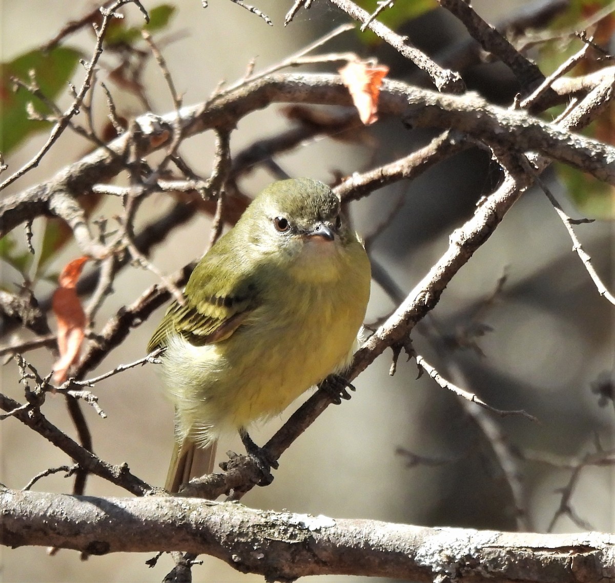 Rough-legged Tyrannulet - ML640159685
