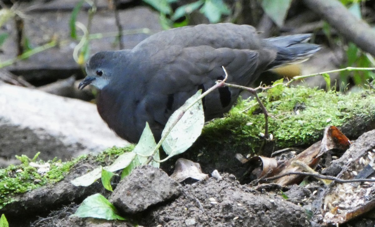Maroon-chested Ground Dove - ML640159706