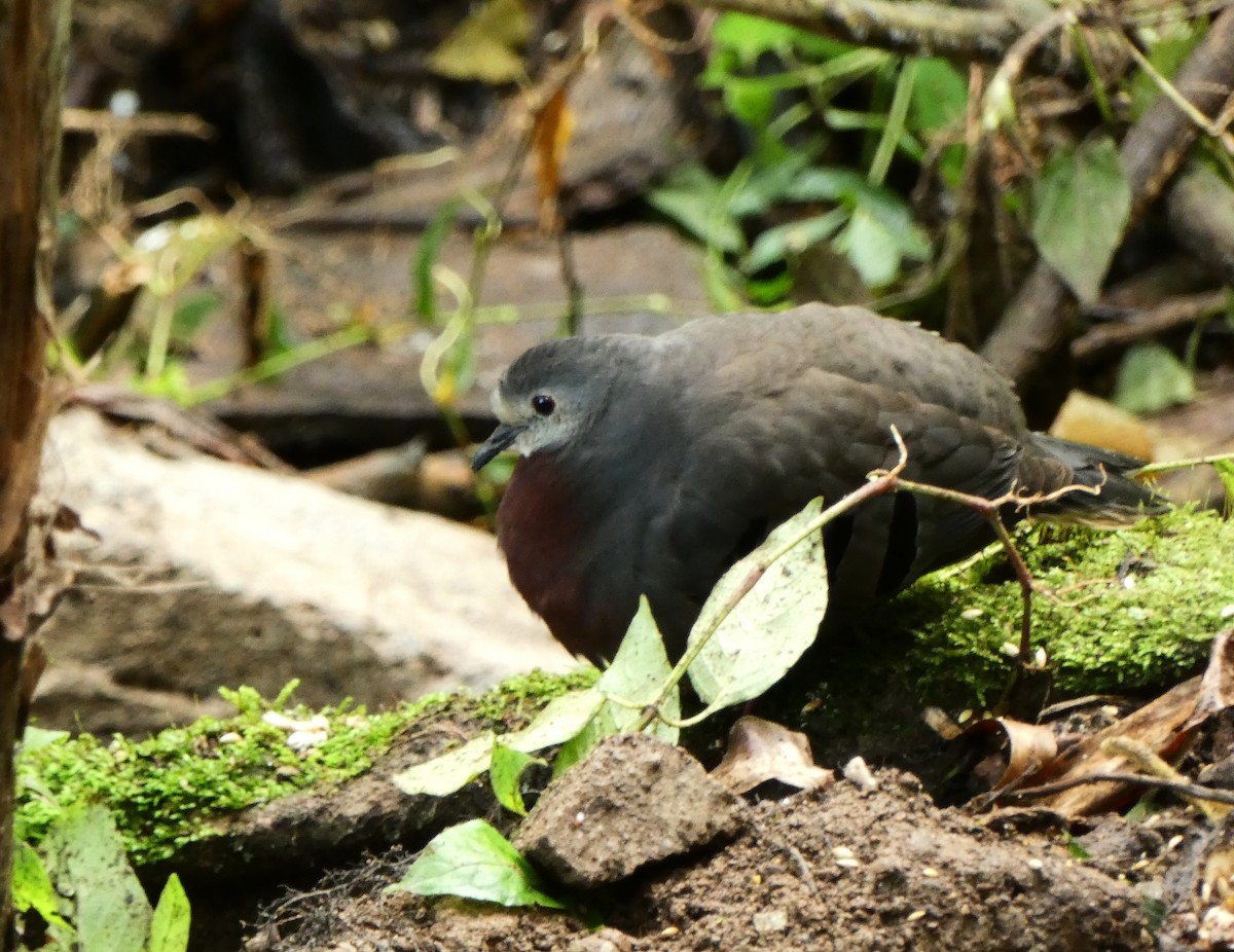Maroon-chested Ground Dove - ML640159707