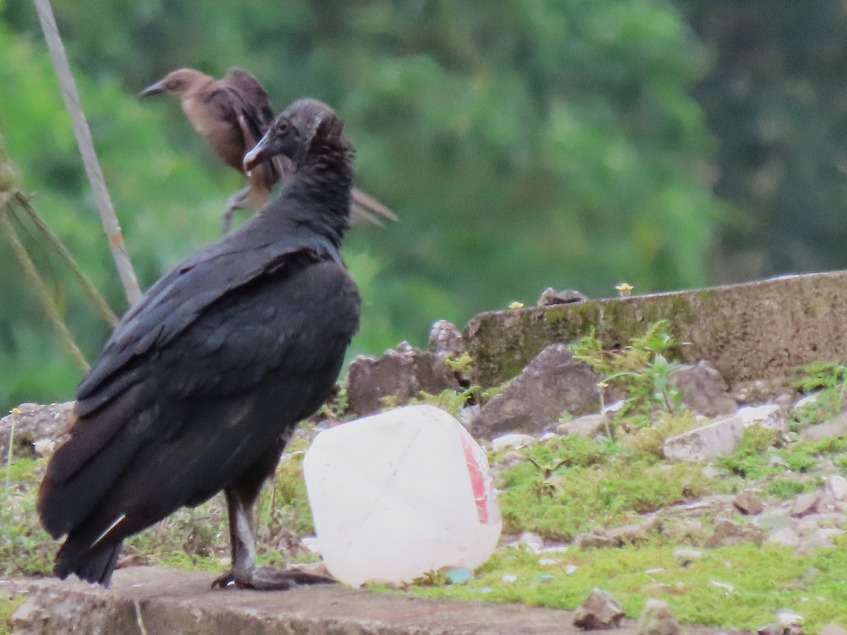 Black Vulture - ML640159742