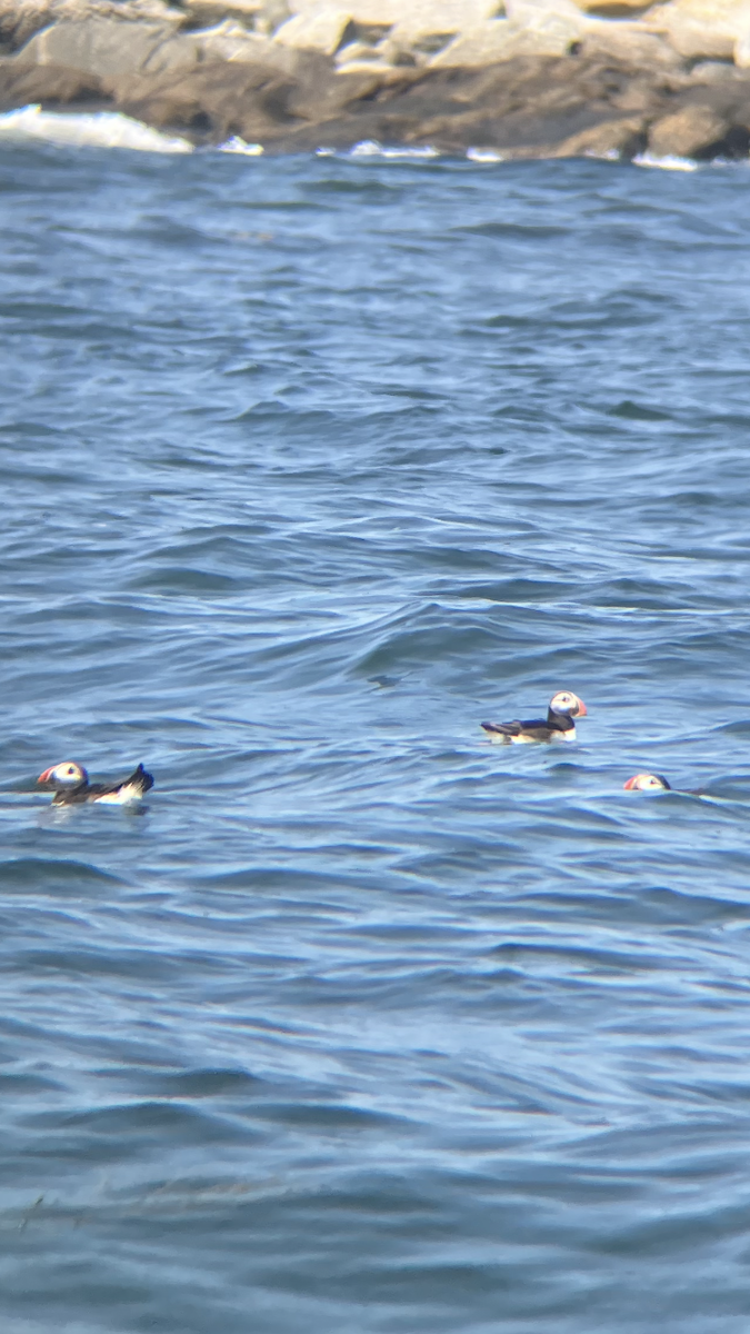 Atlantic Puffin - ML640159807